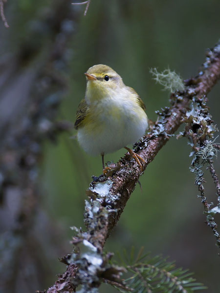 Sirittäjä, Wood Warbler, Phylloscopus sibilatrix